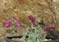 aa Saxifraga stribrnyi ssp. stribrnyi